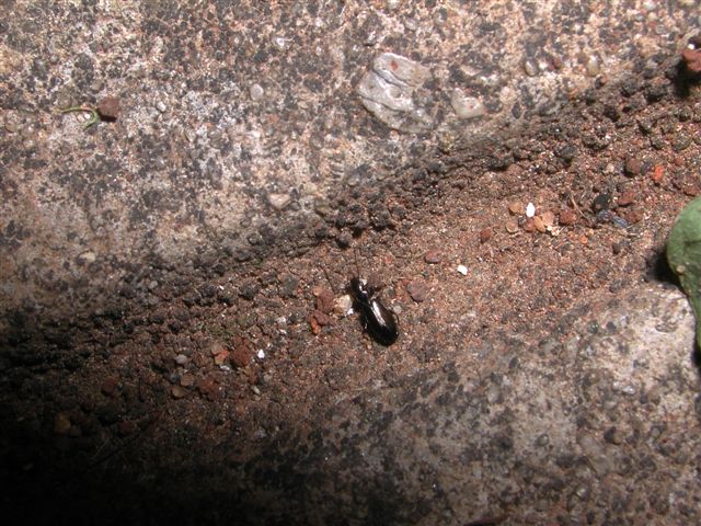 Due piccoli coleotteri: Staphilinidae e Microlestes
