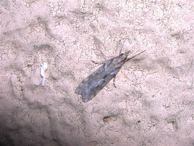 da identificare