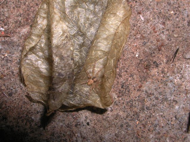 Amaurobius sp.