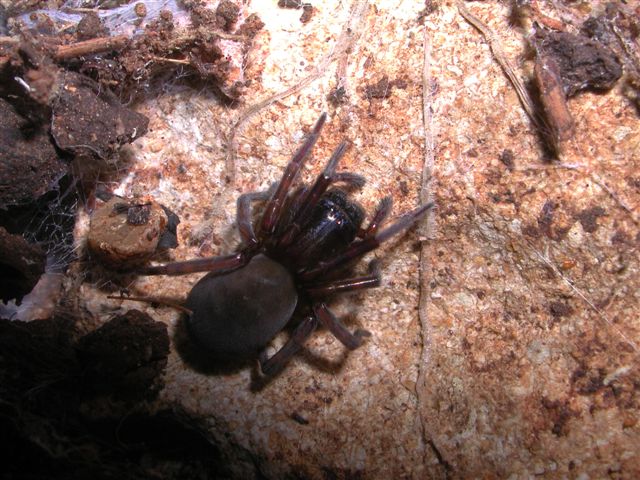Amaurobius sp.