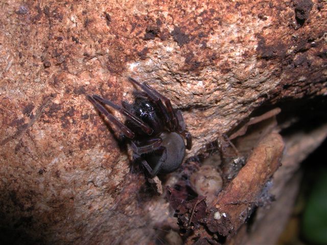 Amaurobius sp.