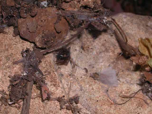 Amaurobius sp.