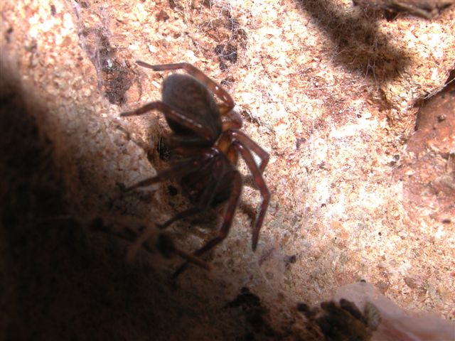 Amaurobius sp.