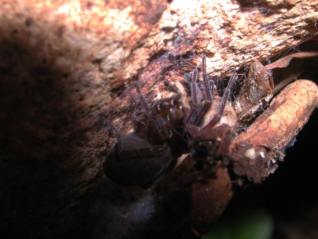 Amaurobius sp.
