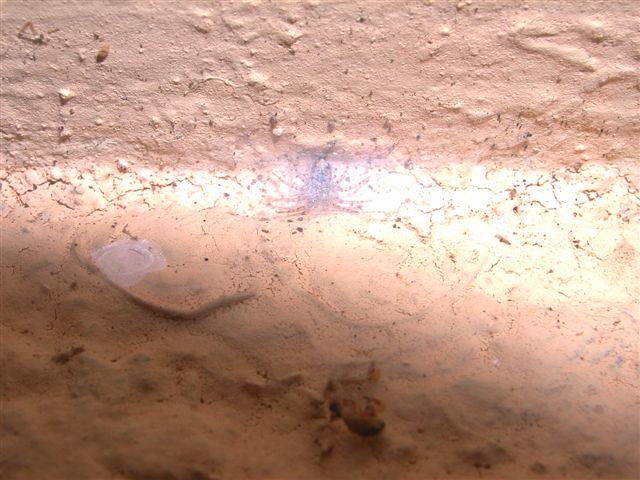 Oecobius sp.