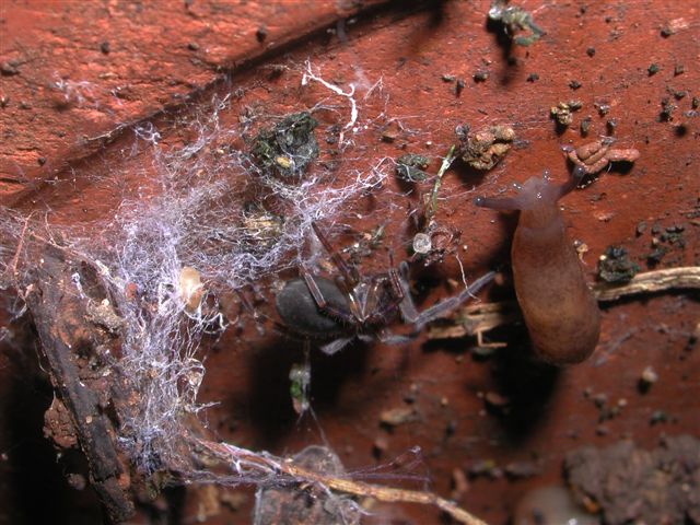 Amaurobius sp.