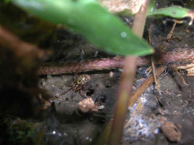 Enoplognatha sp.