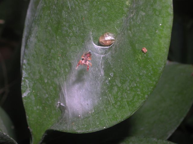 Salticidae palermitano: Possibile Ballus sp.