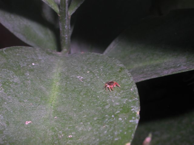 Salticidae palermitano: Possibile Ballus sp.