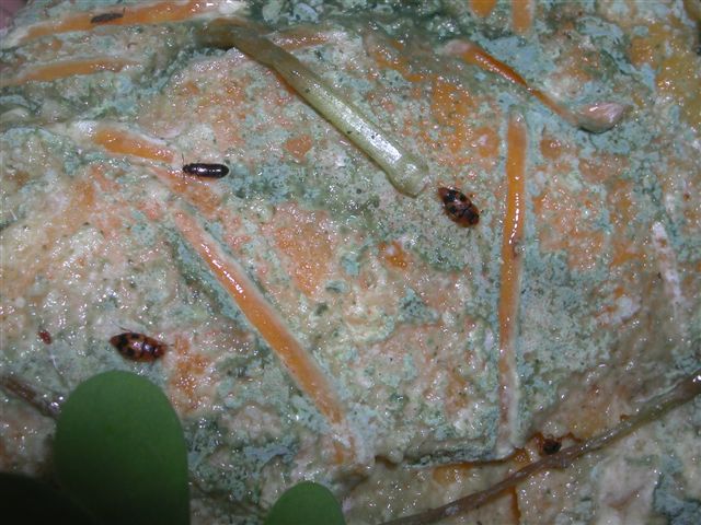 Piccoli coleotteri della frutta! (Nitidulidi)