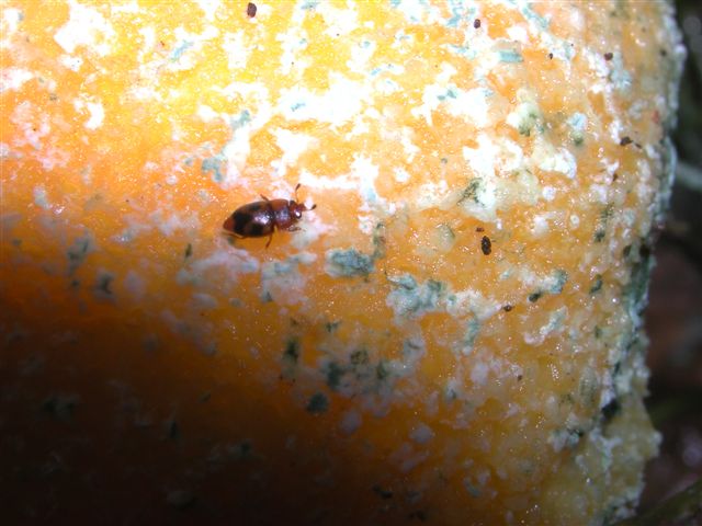 Piccoli coleotteri della frutta! (Nitidulidi)