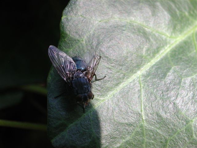 Calliphora