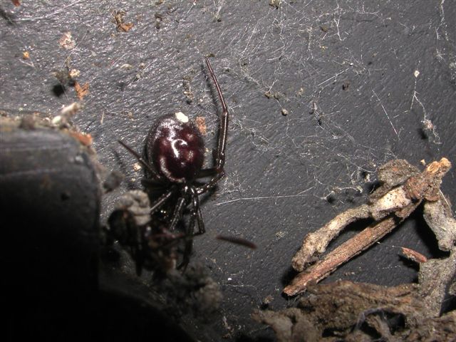 Steatoda grossa