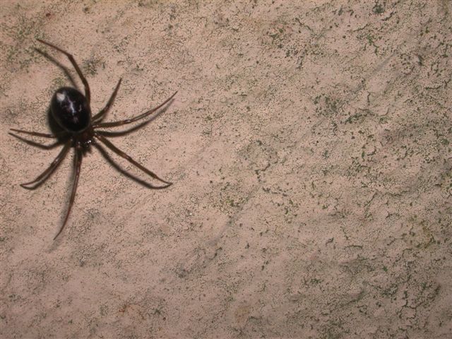 Steatoda grossa