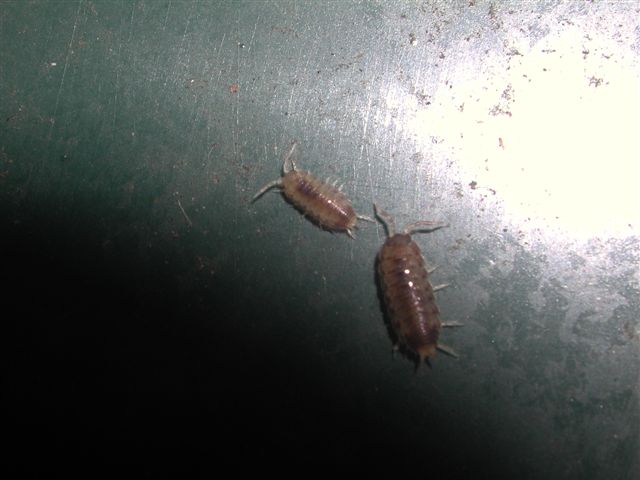 Isopode da ID 1