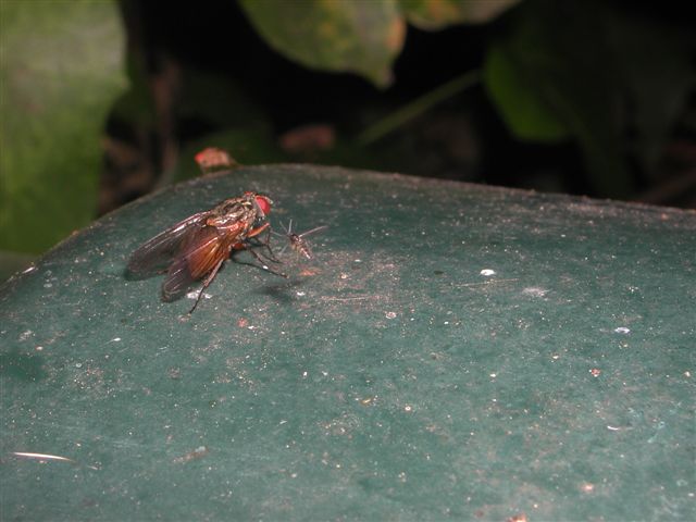 Carrellata di ditteri! 6