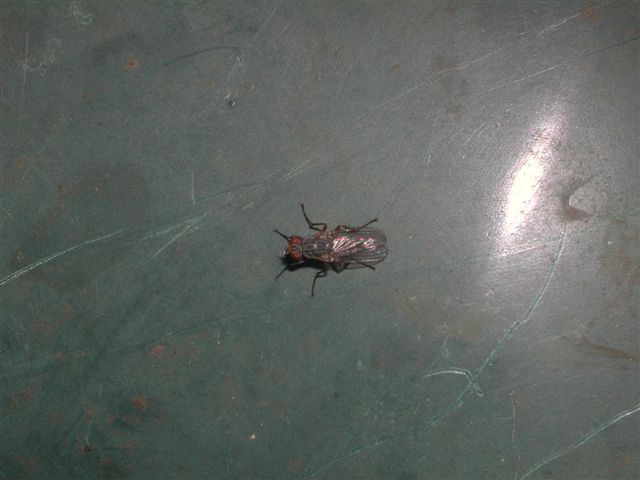 Carrellata di ditteri! 6
