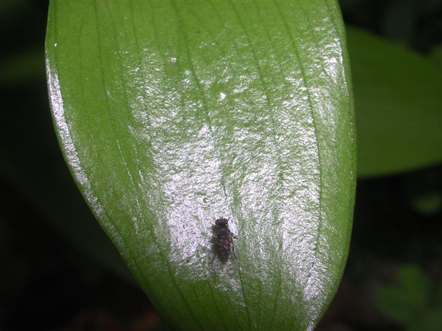 Platypezidae