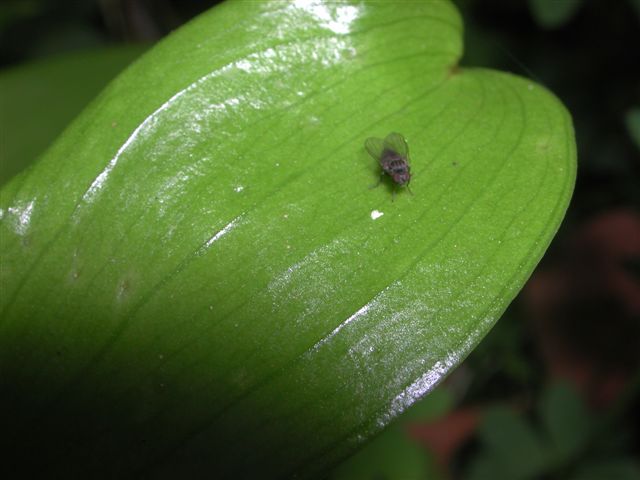 Platypezidae