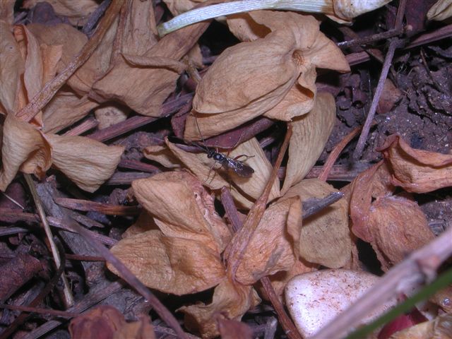 Ichneumonidae