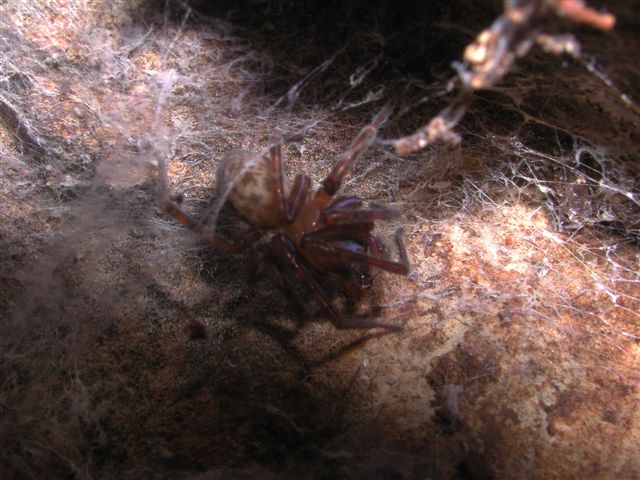 Amaurobius sp.
