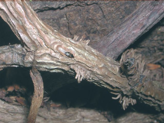 Piccolissimo emittero..Anthocoridae