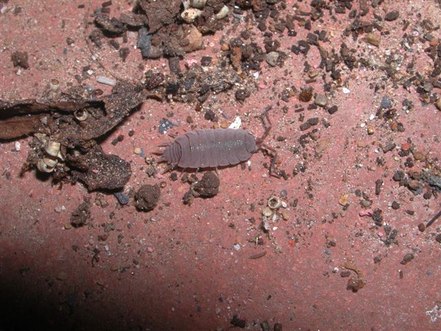 Isopoda Porcellionidae:  Porcellionides pruinosus