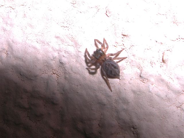 Hasarius adansoni