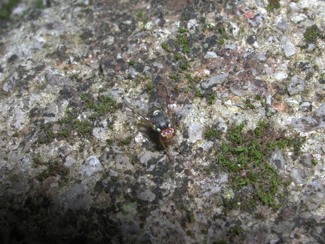 Altri ditteri (1)