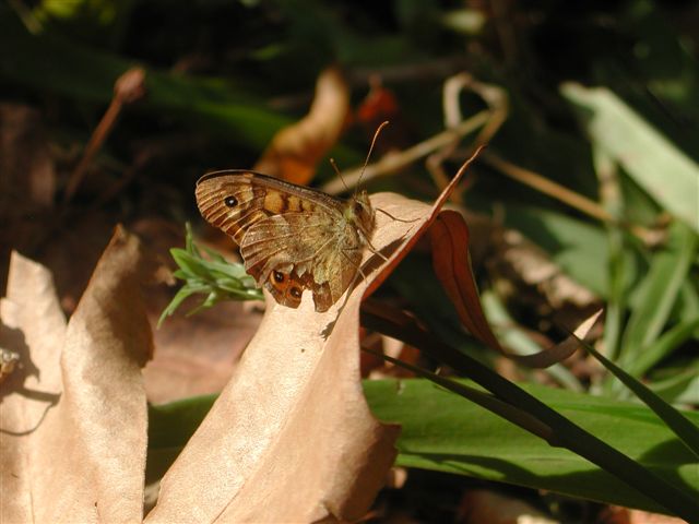 Farfalla da id - Pararge aegeria