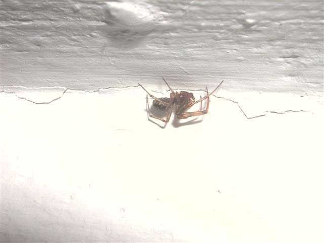 Steatoda triangulosa