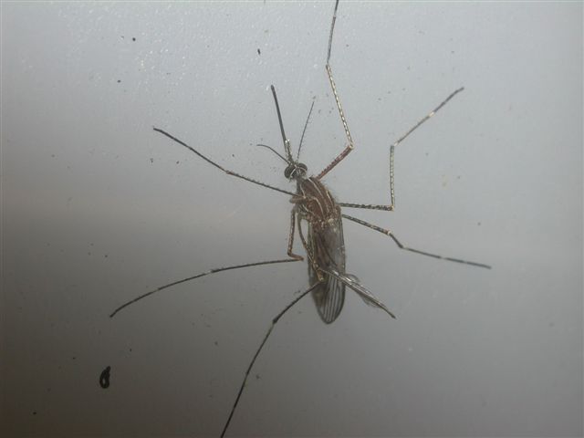 Diptera da det.1