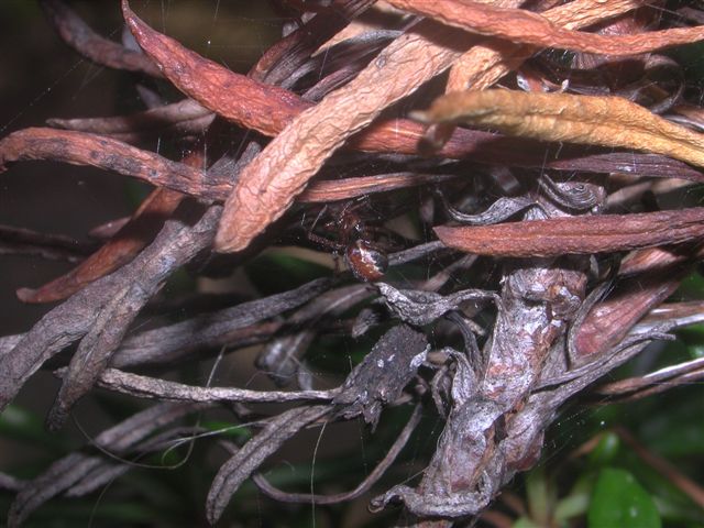 Kochiura aulica