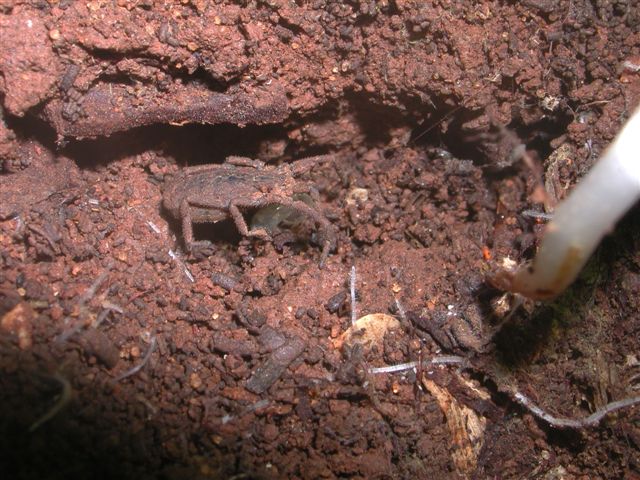 Trogludidae siciliano: Calathocratus africanus