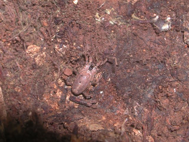 Trogludidae siciliano: Calathocratus africanus