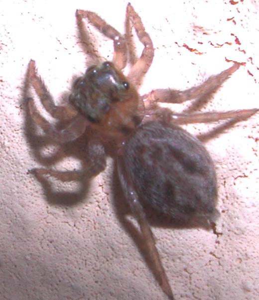 Hasarius adansoni
