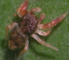 Salticidae palermitano: Possibile Ballus sp.