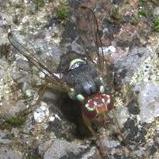 Altri ditteri (1)