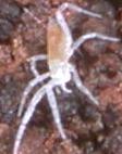 Rhagidiidae