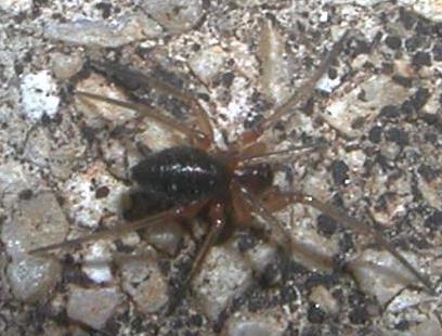 Linyphiidae