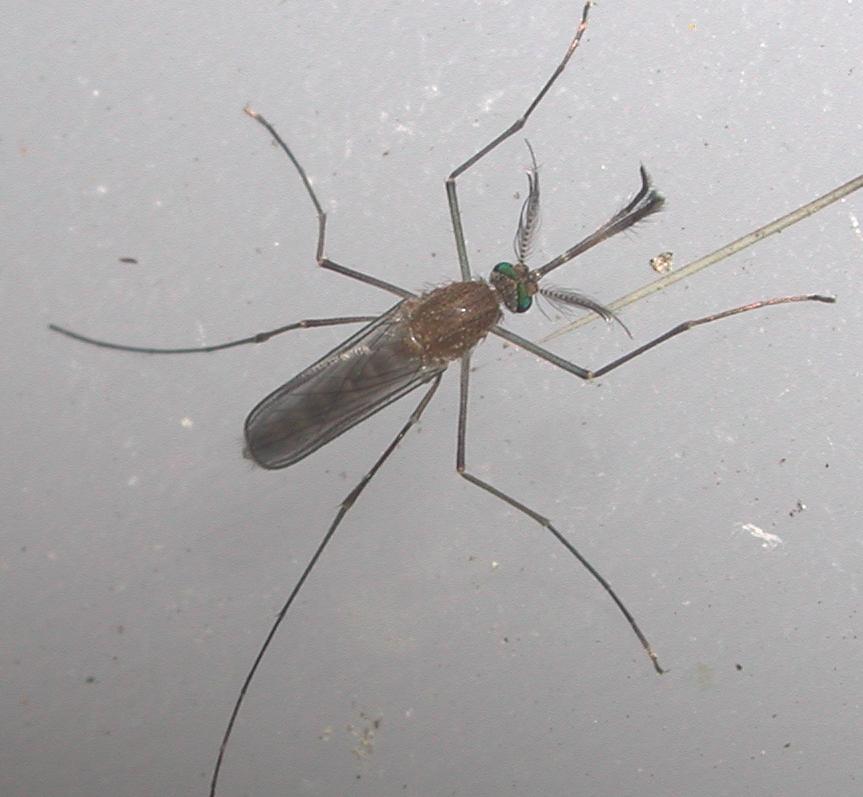 Diptera da det.2