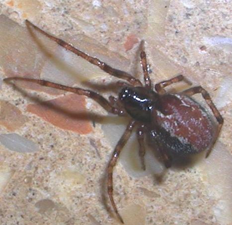 Kochiura aulica