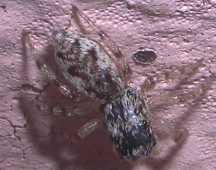 Salticus sp.