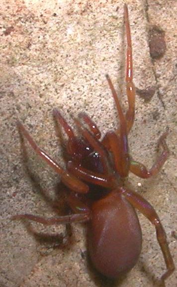 Dysderidae, cf. Harpactea sp.
