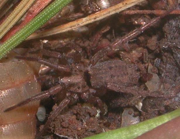 Nomisia sp.