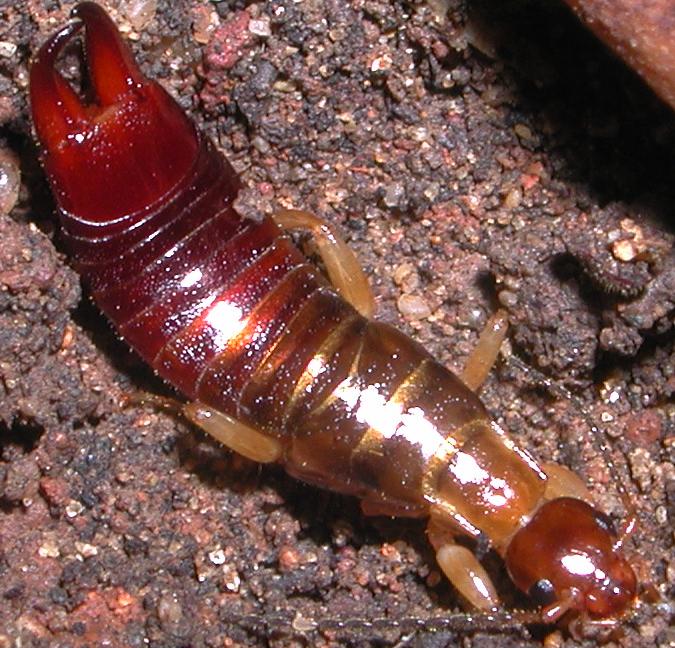 Euborellia annulipes