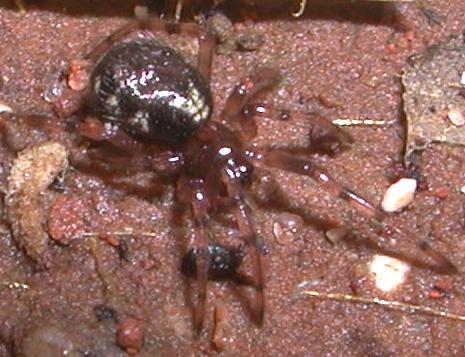 Enoplognatha sp.