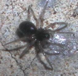 Linyphiidae