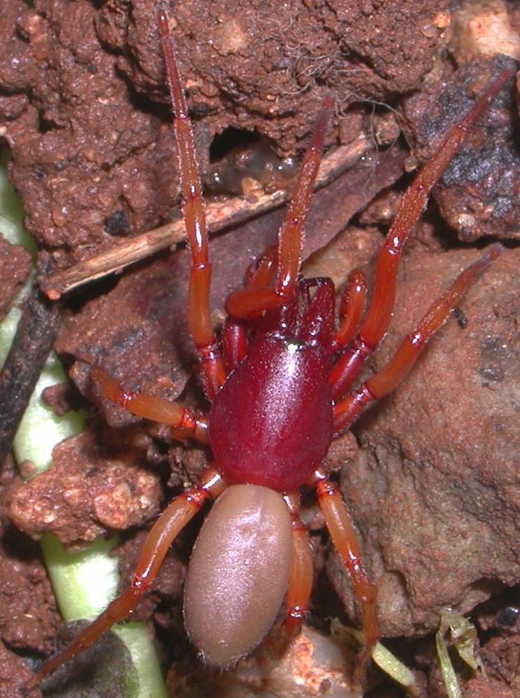 Dysdera sp.