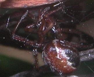 Kochiura aulica